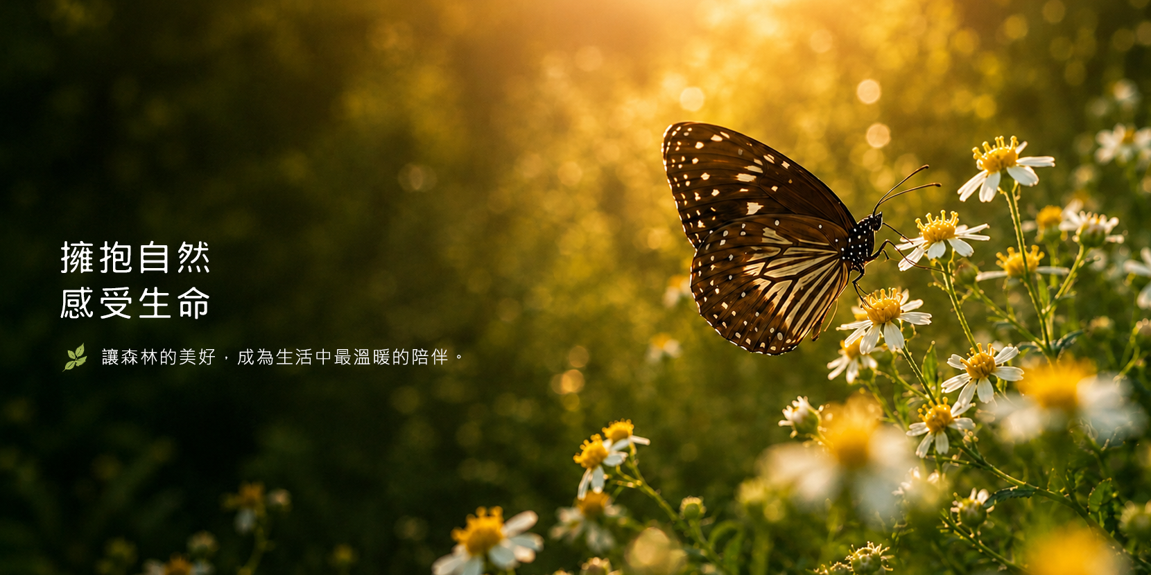 繼續探索森林